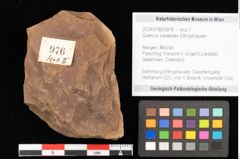 Foto (Objekt + Etikett) von Quercus palaeoilex Ettingshausen (NHMW-GEO-2024-0188-0976)